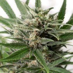 Dinafem – Blue Amnesia XXL Auto